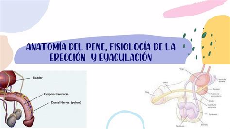 penes|Pene: Anatomía, función, erección, eyaculación 